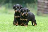 BEAUCERON - PUPPIES 369